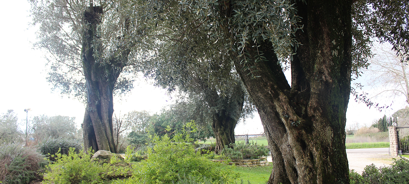 arca, ristorante, pontinia, latina, lazio, frosinone, pesce, pizza, terracina, san felice, sabaudia, sperlonga, fossanova, abbazia, turismo, location, matrimonio, feste, eventi